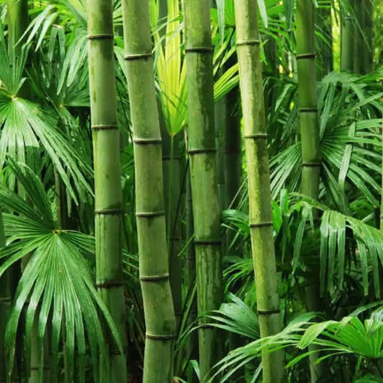 A dense cluster of green bamboo stalks with broad palm-like leaves, filling the frame.